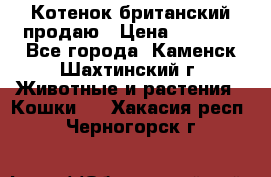 Котенок британский продаю › Цена ­ 3 000 - Все города, Каменск-Шахтинский г. Животные и растения » Кошки   . Хакасия респ.,Черногорск г.